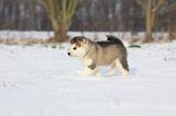 ALASKAN MALAMUTE 262